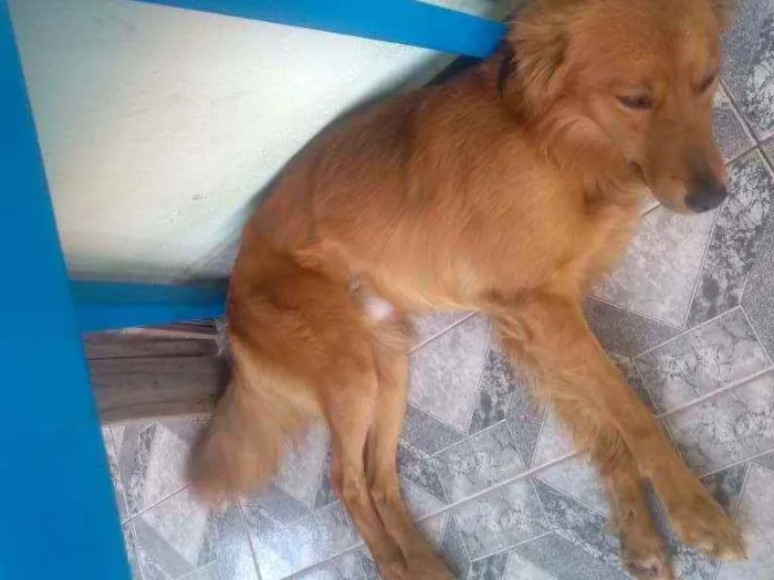 Cachorro ra a  idade 2 anos nome Simba