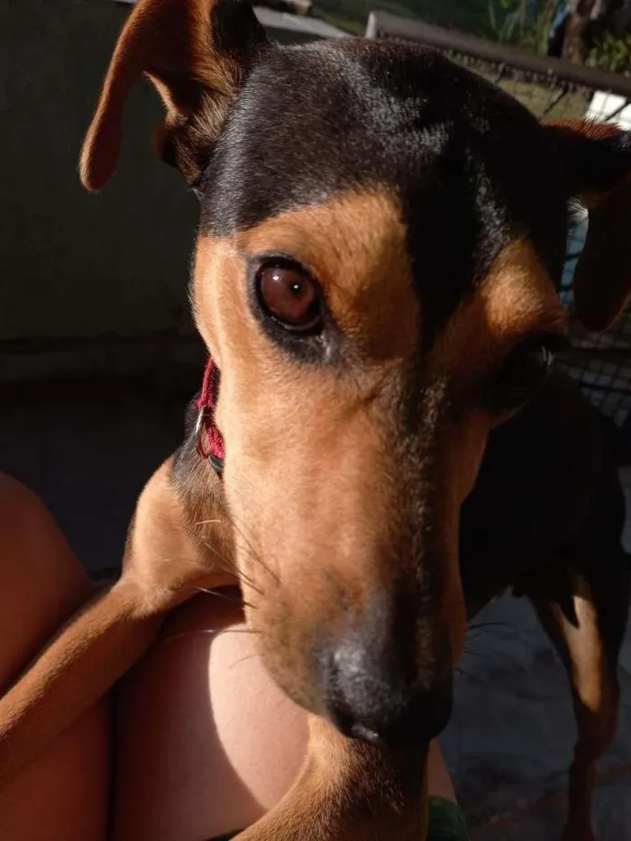 Cachorro ra a SRD-ViraLata idade 1 ano nome RUBI