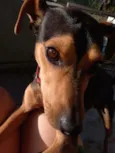 RUBI