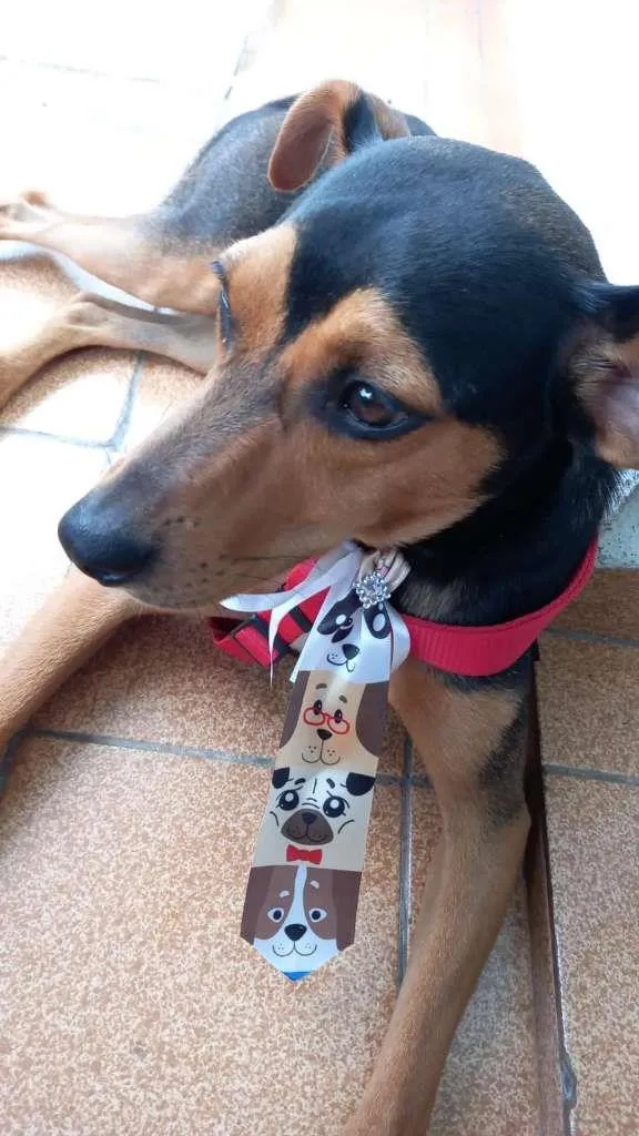 Cachorro ra a SRD-ViraLata idade 1 ano nome RUBI