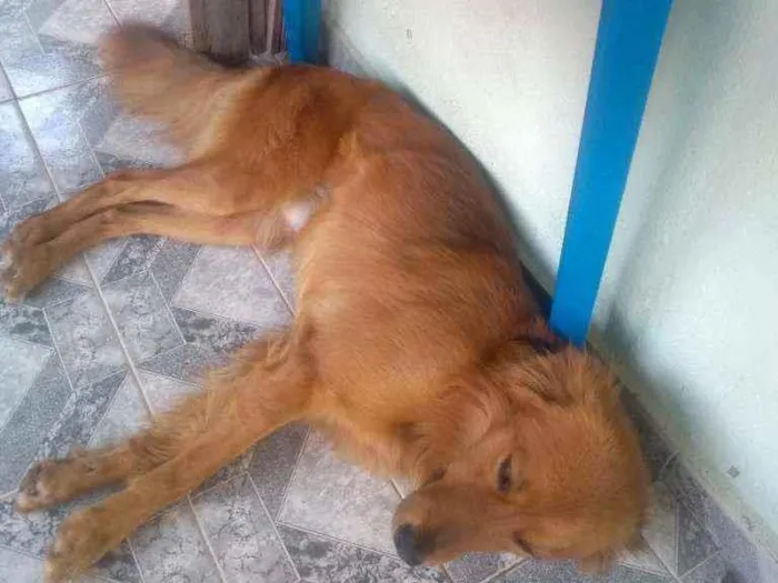 Cachorro ra a  idade 2 anos nome Simba