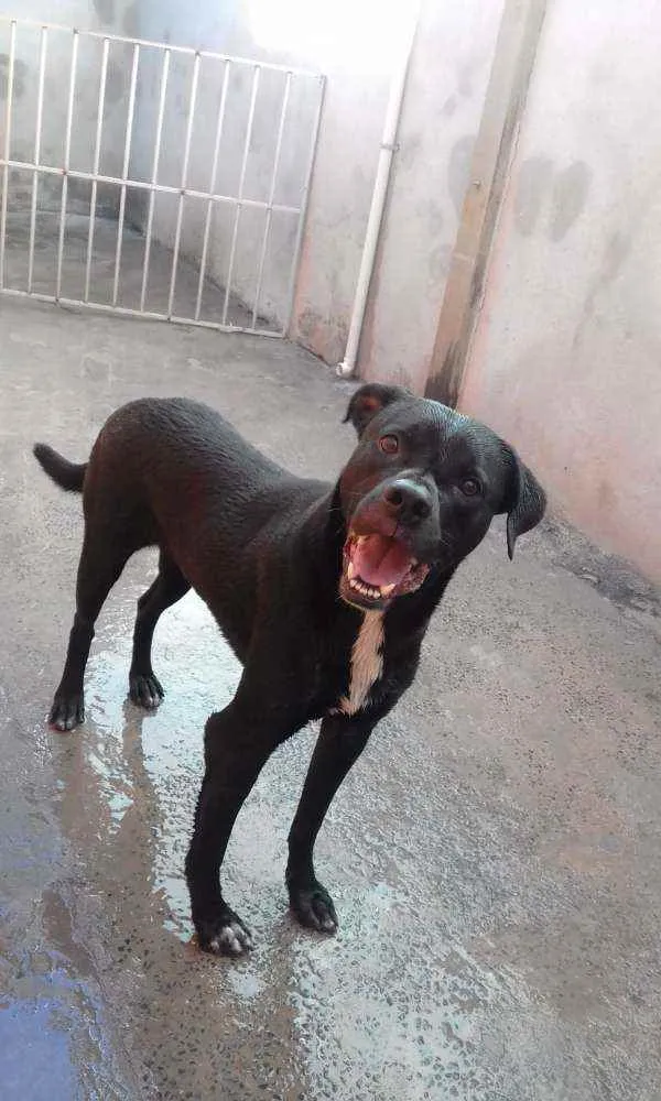 Cachorro raça Labrador idade 3 anos nome Thor
