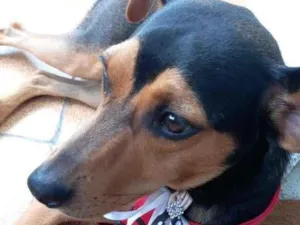 Cachorro raça SRD-ViraLata idade 1 ano nome RUBI