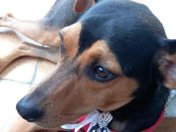 Cachorro ra a SRD-ViraLata idade 1 ano nome RUBI