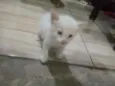 Nino