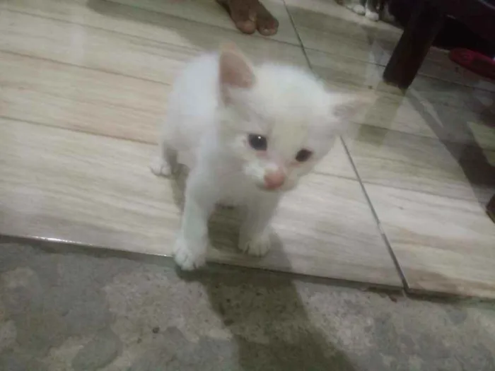 Gato raça Srd idade Abaixo de 2 meses nome Nino