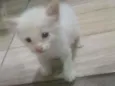Nino