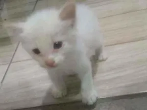 Gato raça Srd idade Abaixo de 2 meses nome Nino