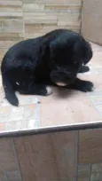 Duas fêmeas quatro m