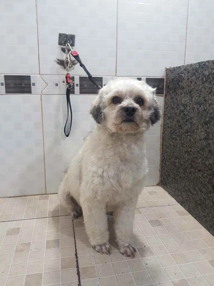 Cachorro raça Poodle  idade 2 anos nome Talita