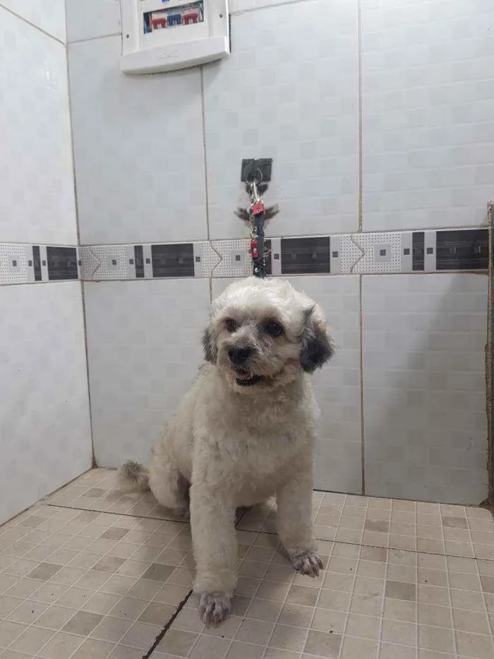 Cachorro raça Poodle  idade 2 anos nome Talita