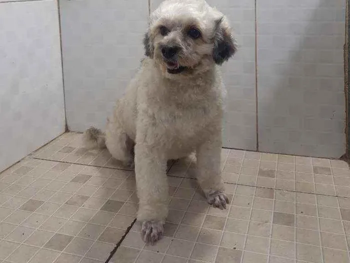 Cachorro raça Poodle  idade 2 anos nome Talita