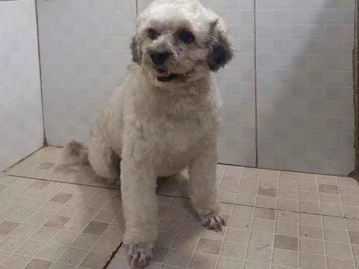 Cachorro raça Poodle  idade 2 anos nome Talita