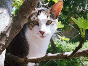 Gato raça SRD idade 1 ano nome Atena