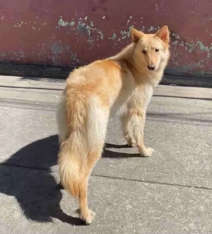 Cachorro ra a Pastor idade 7 a 11 meses nome Ariel