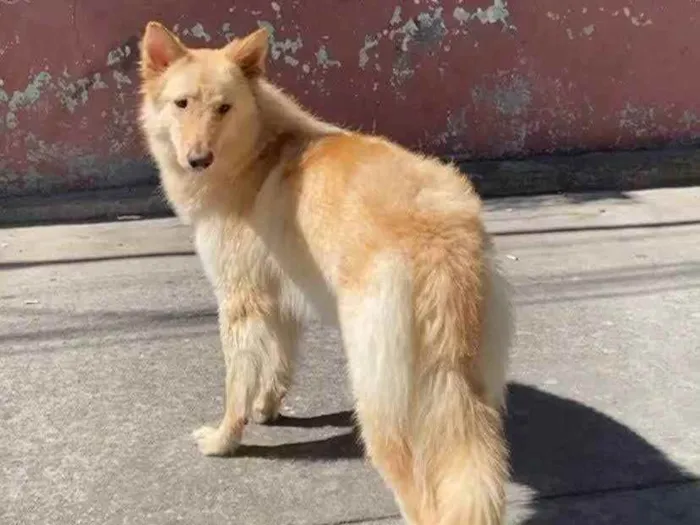 Cachorro ra a Pastor idade 7 a 11 meses nome Ariel