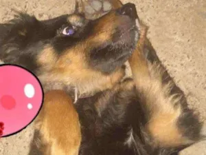 Cachorro raça Srd idade 2 anos nome Neguinha