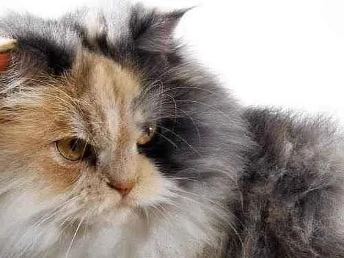 Gato raça Angora idade Abaixo de 2 meses nome Peludinho
