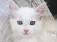 Peludinho