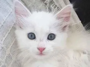 Gato raça Angora idade Abaixo de 2 meses nome Peludinho