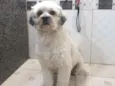 Cachorro raça Poodle  idade 2 anos nome Talita