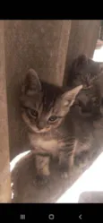 Gatinhos