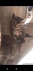 Gatinhos