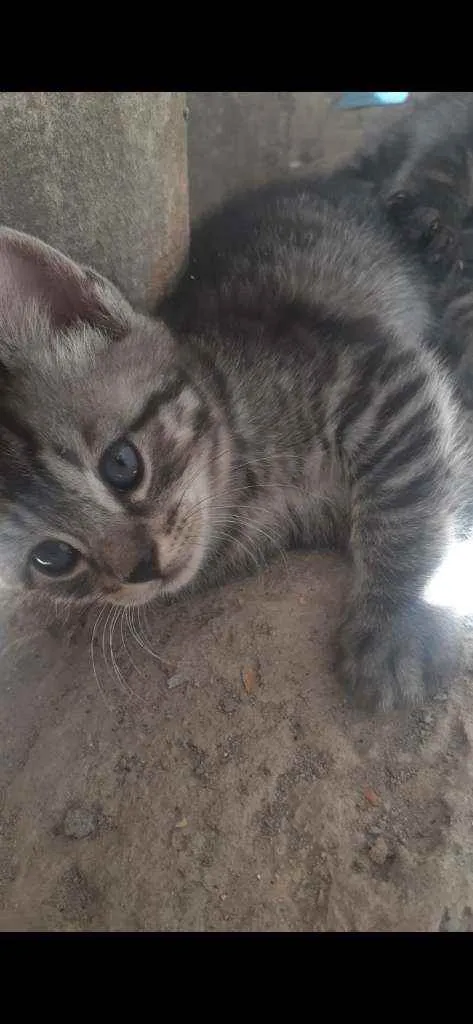 Gato ra a SRD idade Abaixo de 2 meses nome Gatinhos 