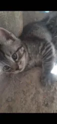 Gatinhos