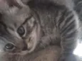 Gatinhos