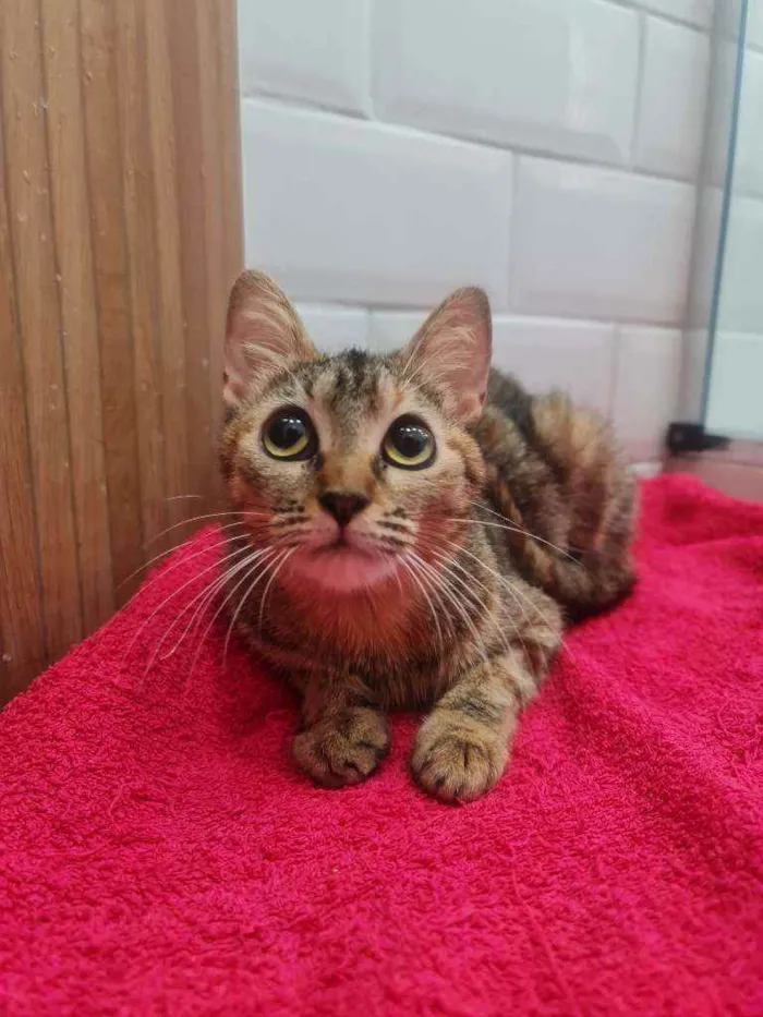 Gato ra a SRD idade 2 a 6 meses nome Cibele