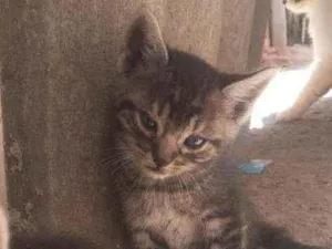 Gato raça SRD idade Abaixo de 2 meses nome Gatinhos 