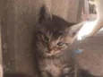 Gatinhos