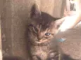 Gatinhos