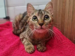 Gato raça SRD idade 2 a 6 meses nome Cibele