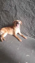 Cachorro raça Srd idade 1 ano nome Amora linda 