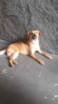 Cachorro raça Srd idade 1 ano nome Amora linda 