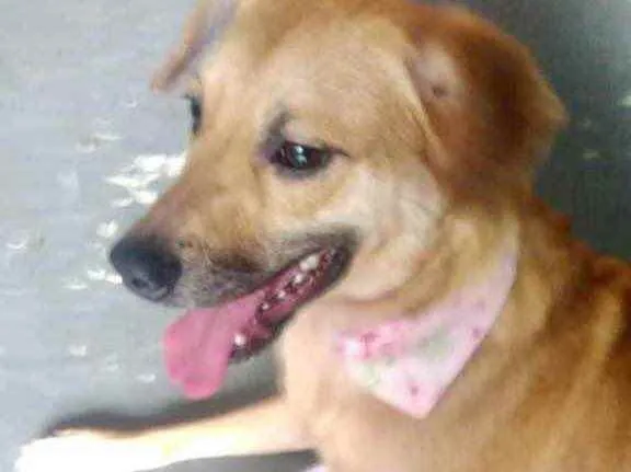 Cachorro raça Srd idade 1 ano nome Amora linda 