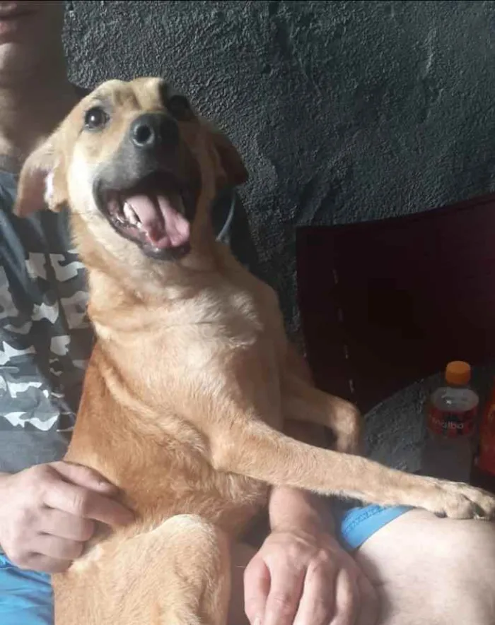 Cachorro raça Srd idade 1 ano nome Amora linda 