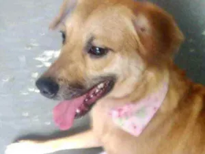 Cachorro raça Srd idade 1 ano nome Amora linda 