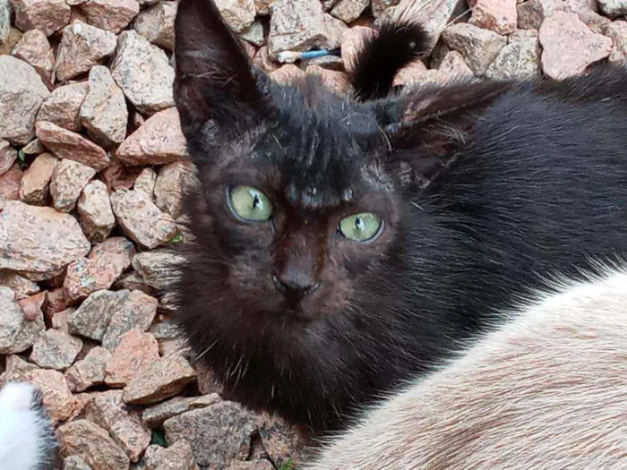 Gato ra a Vira lata idade 2 a 6 meses nome Não tem