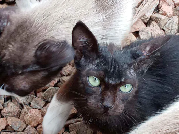 Gato ra a Vira lata idade 2 a 6 meses nome Não tem