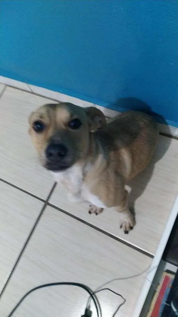 Cachorro ra a  idade 2 anos nome Bolt