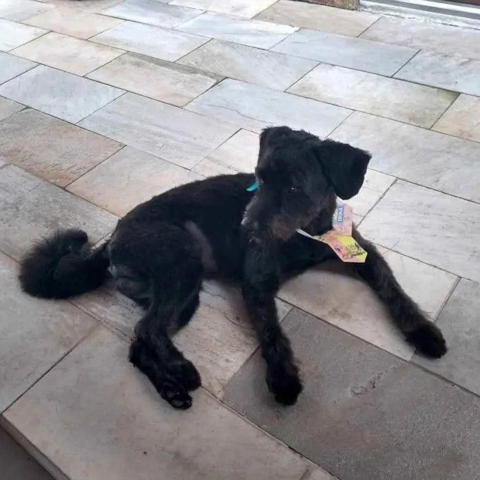 Cachorro ra a Poodle idade 2 anos nome Pretinho