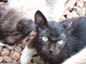 Gato raça Vira lata idade 2 a 6 meses nome Não tem