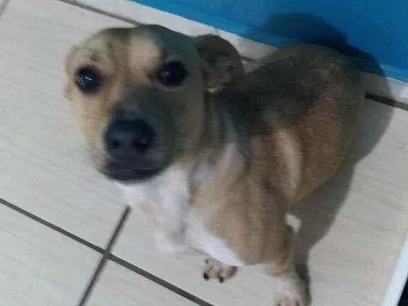 Cachorro ra a  idade 2 anos nome Bolt