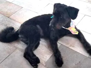 Cachorro raça Poodle idade 2 anos nome Pretinho