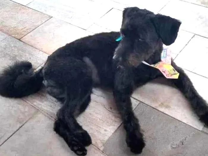 Cachorro ra a Poodle idade 2 anos nome Pretinho