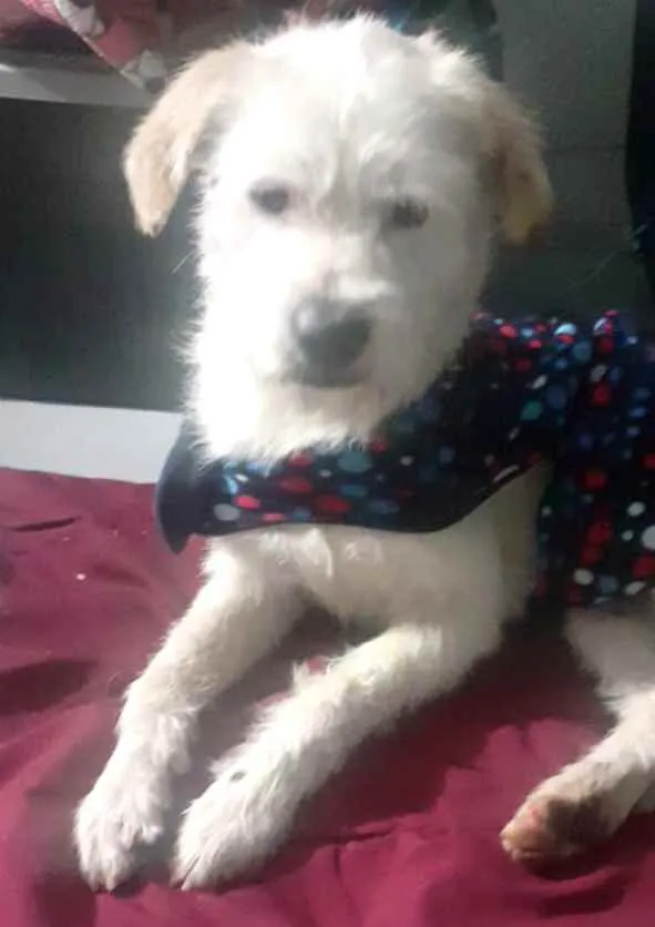 Cachorro raça Srd idade 7 a 11 meses nome Neve bebê lindo 