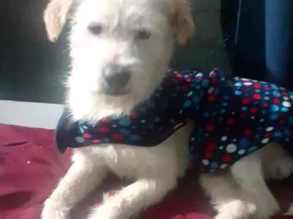 Cachorro raça Srd idade 7 a 11 meses nome Neve bebê lindo 